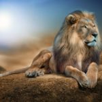 Top lion hd wallpapers 1366x768 free Download