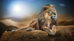 Top lion hd wallpapers 1366x768 free Download