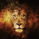 Download lion hd wallpapers 1366x768 HD