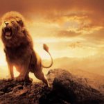 Top lion hd wallpapers 1366x768 HD Download