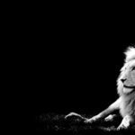 Top lion hd wallpapers 1366x768 4k Download