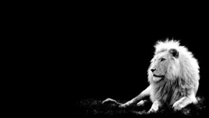 Top lion hd wallpapers 1366x768 4k Download