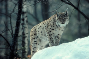 Top lynx wallpaper 4k Download