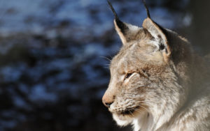 Top lynx wallpaper HD Download