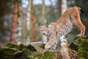 Download lynx wallpaper HD