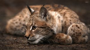 Top lynx wallpaper HD Download