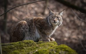 Top lynx wallpaper Download