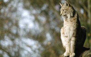 Top lynx wallpaper Download