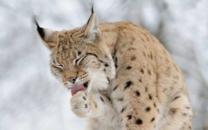 Top lynx wallpaper HD Download