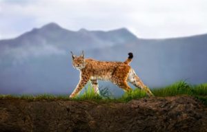 Download lynx wallpaper HD