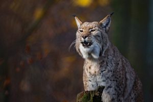 Top lynx wallpaper free Download