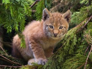 Download lynx wallpaper HD