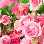 Top nice flower wallpaper for mobile Download