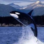 Top orca background 4k Download