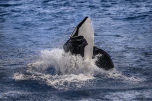 Top orca background HD Download