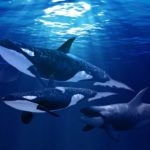 Top orca background free Download