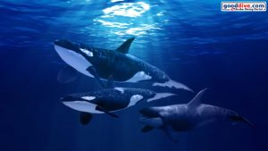 Top orca background free Download