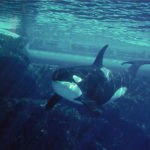 Download orca background HD