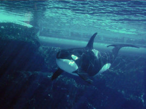 Download orca background HD