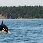 Top orca background HD Download