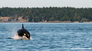 Top orca background HD Download