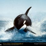 Download orca background HD