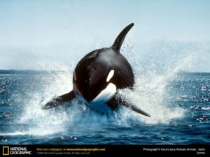 Download orca background HD