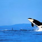Top orca background Download
