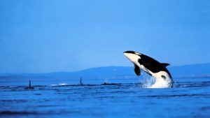 Top orca background Download