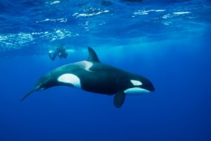 Download orca background HD