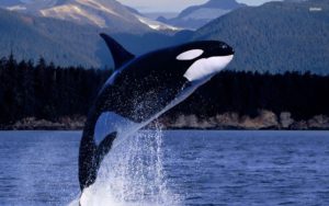 Download orca background HD