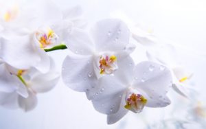 Top orchid desktop background 4k Download