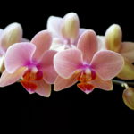 Download orchid desktop background HD