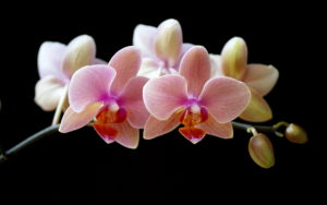 Download orchid desktop background HD