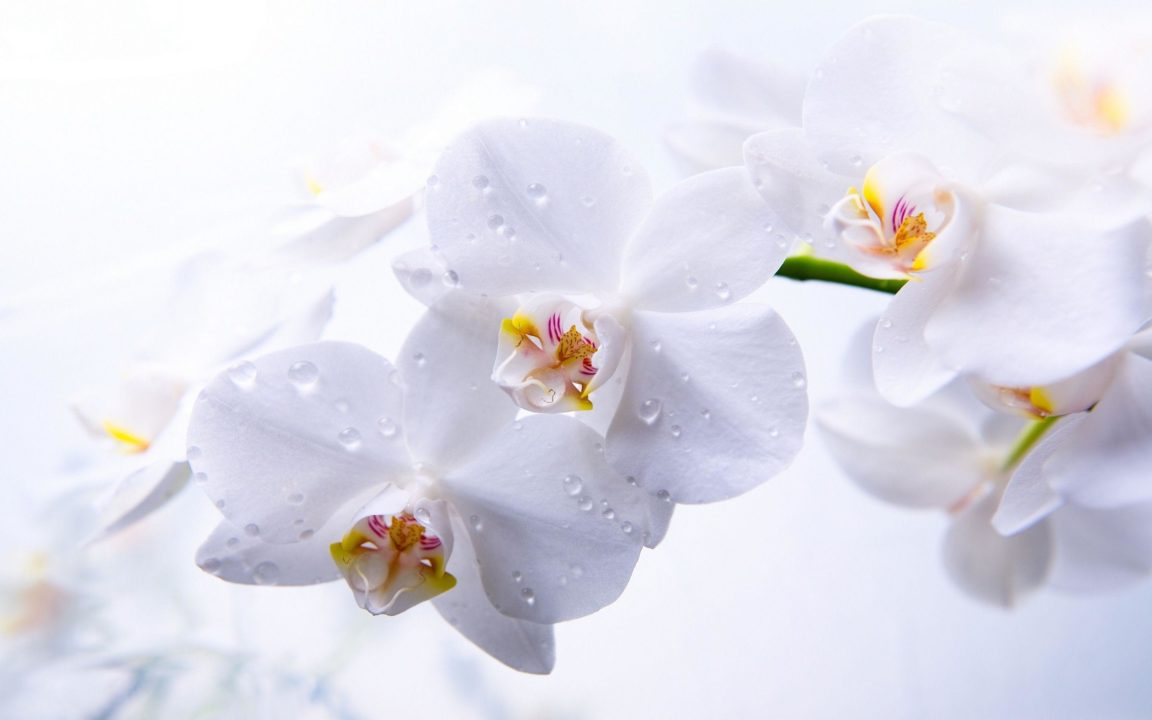 Download orchid desktop background HD