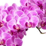 Top orchid desktop background 4k Download