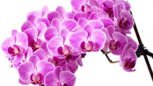 Top orchid desktop background 4k Download