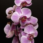 Top orchid desktop background HD Download