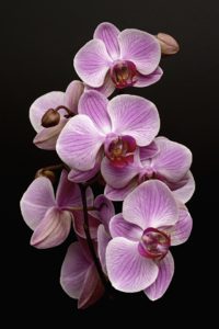 Top orchid desktop background HD Download