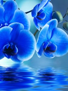 Top orchid desktop background HD Download