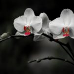 Top orchid desktop background free Download