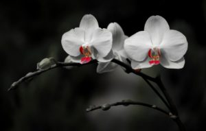 Top orchid desktop background free Download