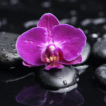 Top orchid desktop background HD Download