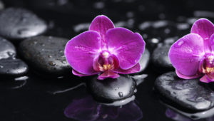 Top orchid desktop background HD Download