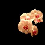 Download orchid desktop background HD