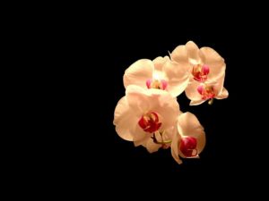 Download orchid desktop background HD