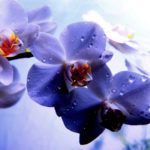 Top orchid desktop background Download