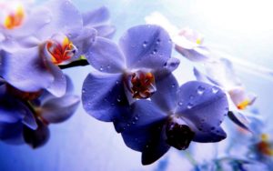 Top orchid desktop background Download