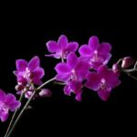 Top orchid desktop background HD Download