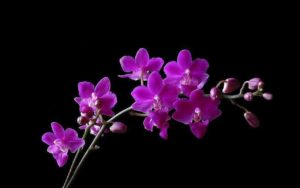 Top orchid desktop background HD Download